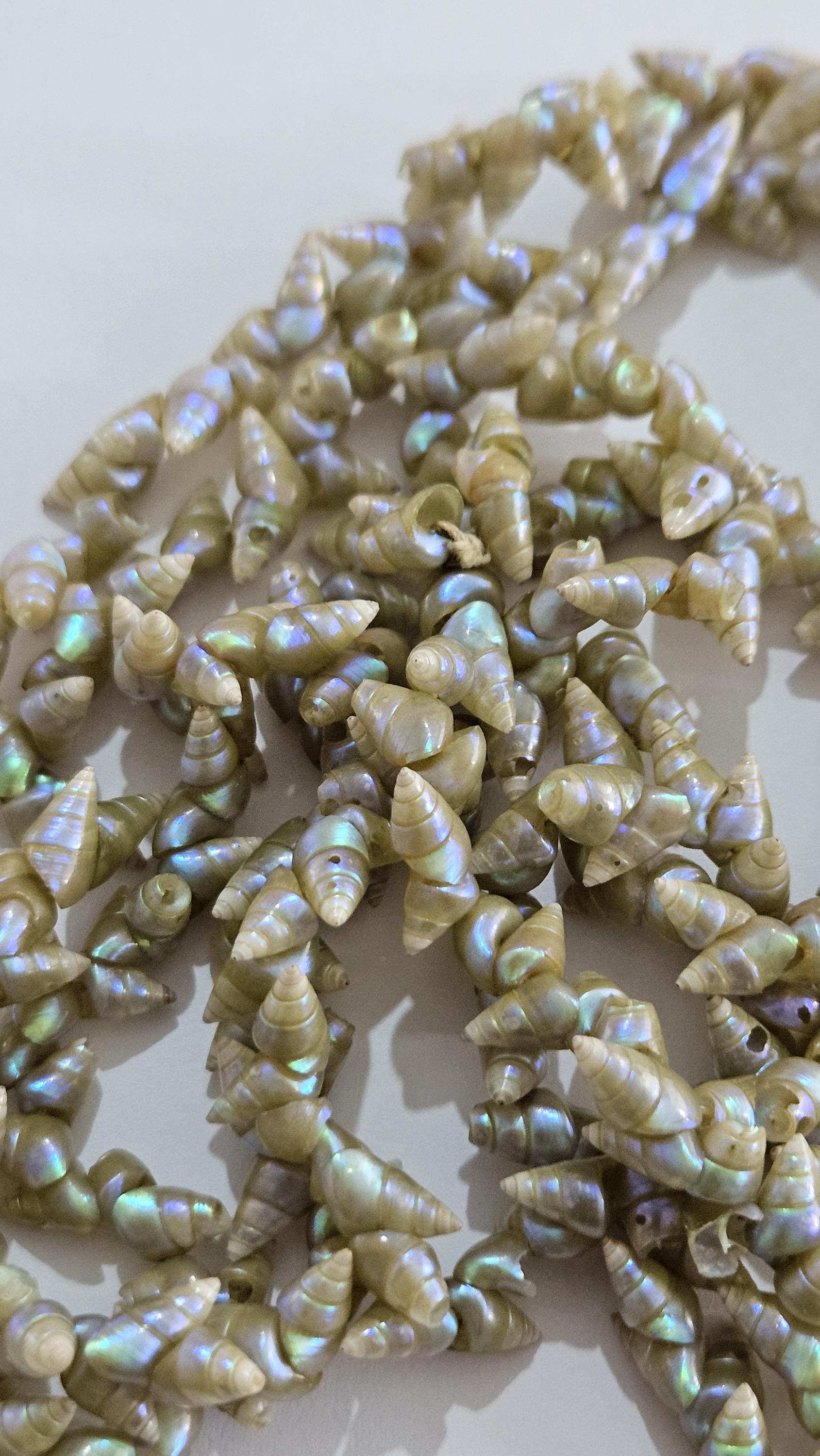 ANTIQUE Tasmanian Aboriginal MAIREENER Iridescent SHELL