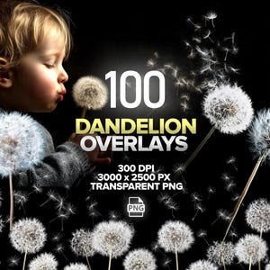 Könnte beinhalten: Ein Kind pustet Pusteblumen-Samen, mit mehreren anderen Pusteblumen im Hintergrund. Das Bild enthält den Text "100 Dandelion Overlays" und technische Details: 300 DPI, 3000 x 2500 PX und TRANSPARENT PNG.