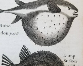 Fish art lamprey, Natural History copper plate engraving 1792, genuine antique small space deco real deal farmhouse, cottage core eco zoo