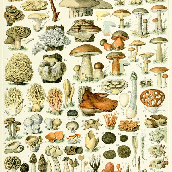 Mushrooms,Champignons,Funghi,French Art print,Antique Reproduction,Boho,Boho decor,Home deco,dad,mom,perfect gift,naturalist,gnomes,organic