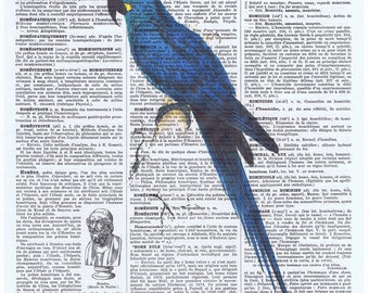 Blue Bird,Parrot.Tropical Bird.Antique French.Book Page.Vintage.Birthday Gift.buy 3 get 1 free.mixed media.deco.child.avian.affordable art