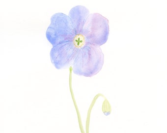 Original watercolor painting, "Blue Poppy"