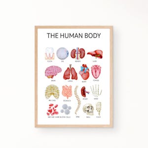 Póster del cuerpo humano, póster educativo, pósteres para la educación en el hogar, pósteres para el aula, pósteres para la sala de juegos, pósteres Montessori, pósteres de anatomía