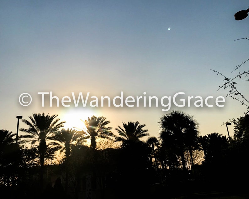 The Wandering Grace Photography Tropical ORLANDO PALM SUNSET 4x6 5x7 8x10 Options