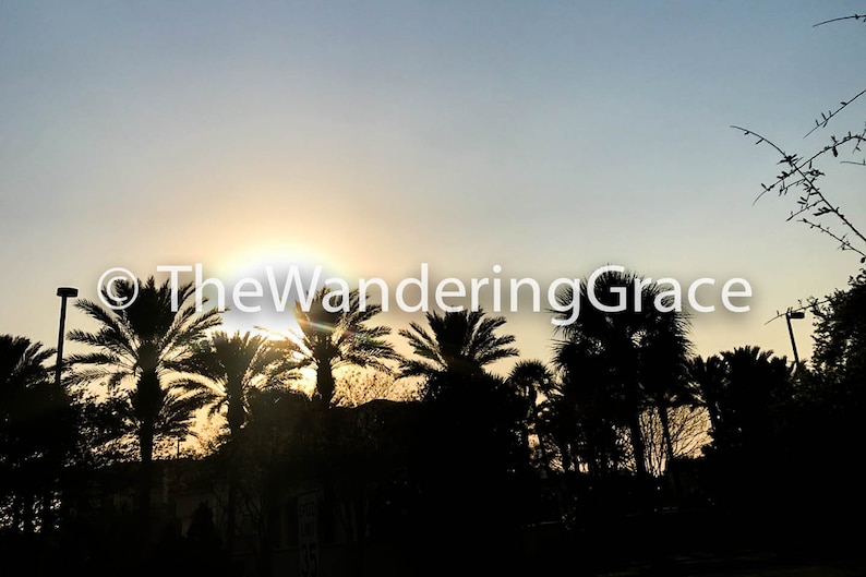 The Wandering Grace Photography Tropical ORLANDO PALM SUNSET 4x6 5x7 8x10 Options