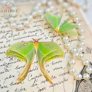 Könnte beinhalten: Zwei grüne Luna-Motten mit durchsichtigen Flügeln sind auf einer alten Buchseite mit handschriftlichem Text ausgestellt. Eine Perlenkette liegt über der Seite. Der Text auf der Seite lautet: "de himere... in woma... Cauzele... la asa... va impurs... -ne doar capricinflui... fragil."