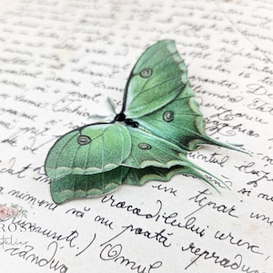 May include: A green and white moth with intricate markings on its wings is perched on a piece of paper with handwritten text.