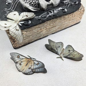 Ceranchia apollina - Etsy 日本