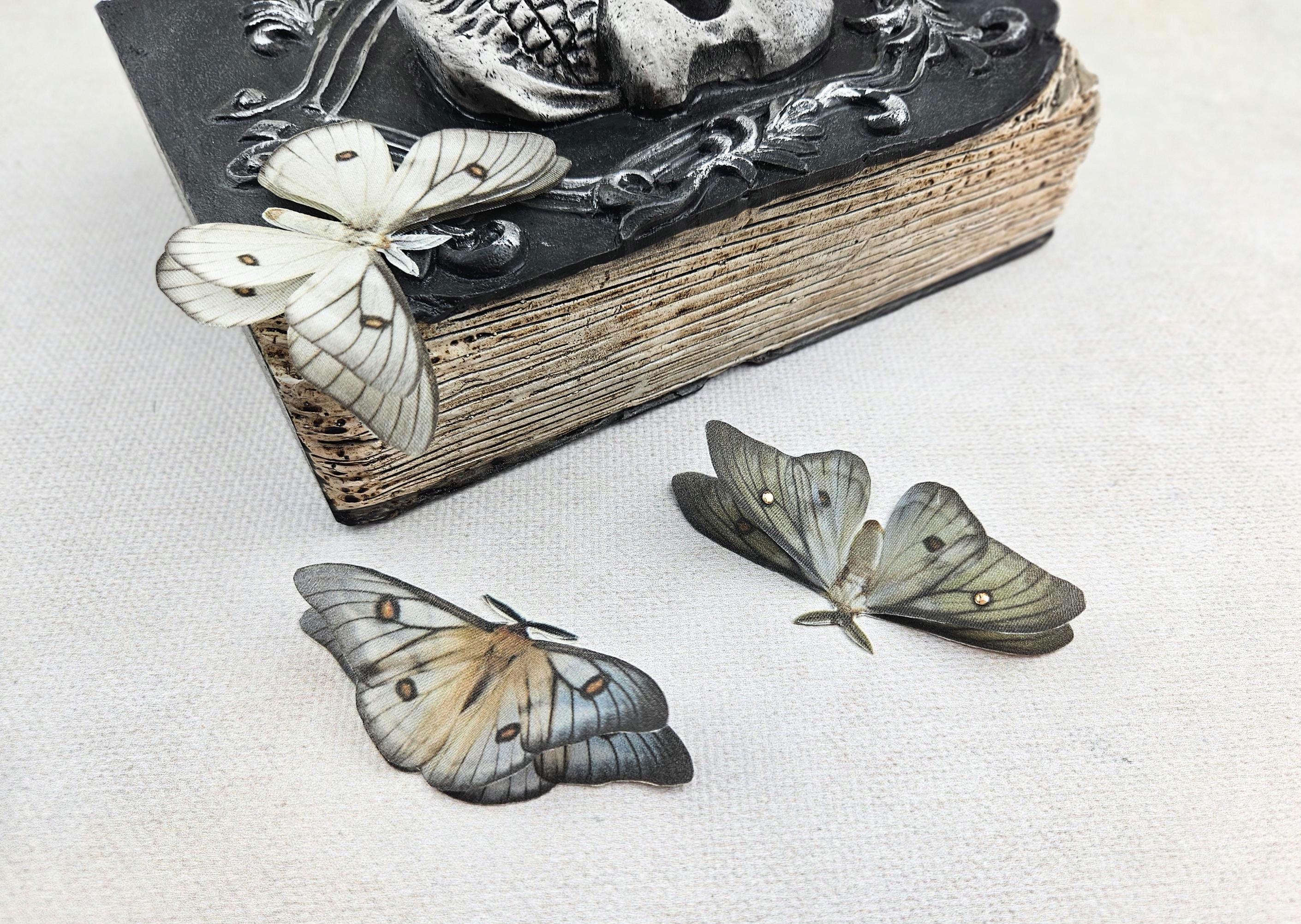 標本 Ceranchia apollina2 pair 112mm 122mm il_1080xN.6070051848_otzl.jpg