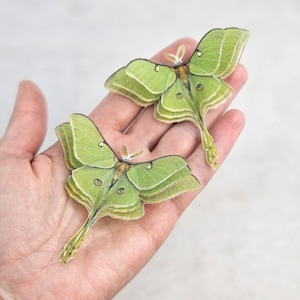 May include: Two green luna moth specimens with intricate wing patterns and long tails. The moths are displayed on a hand.
