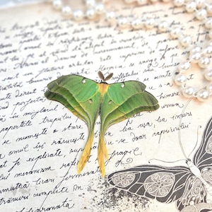 May include: A green and yellow luna moth with its wings spread out on a vintage piece of paper with handwritten text. The moth has a delicate, intricate pattern on its wings.