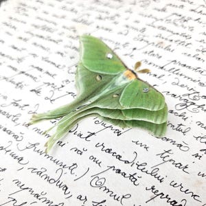 Könnte beinhalten: Ein grüner Luna-Motte mit ausgebreiteten Flügeln auf einem Blatt Papier mit handschriftlichem Text. Der Falter hat einen weißen Fleck auf seinen Flügeln.