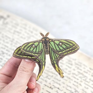 Graellsia isabellae - Etsy España