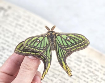 Rare Spanish Moon Moth Framed - Graellsia Isabellae - Victorian
