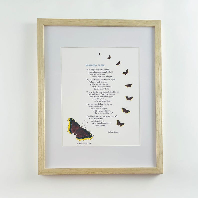 Mourning Cloak Butterfly Art Print: Original Watercolor Poetry - Etsy