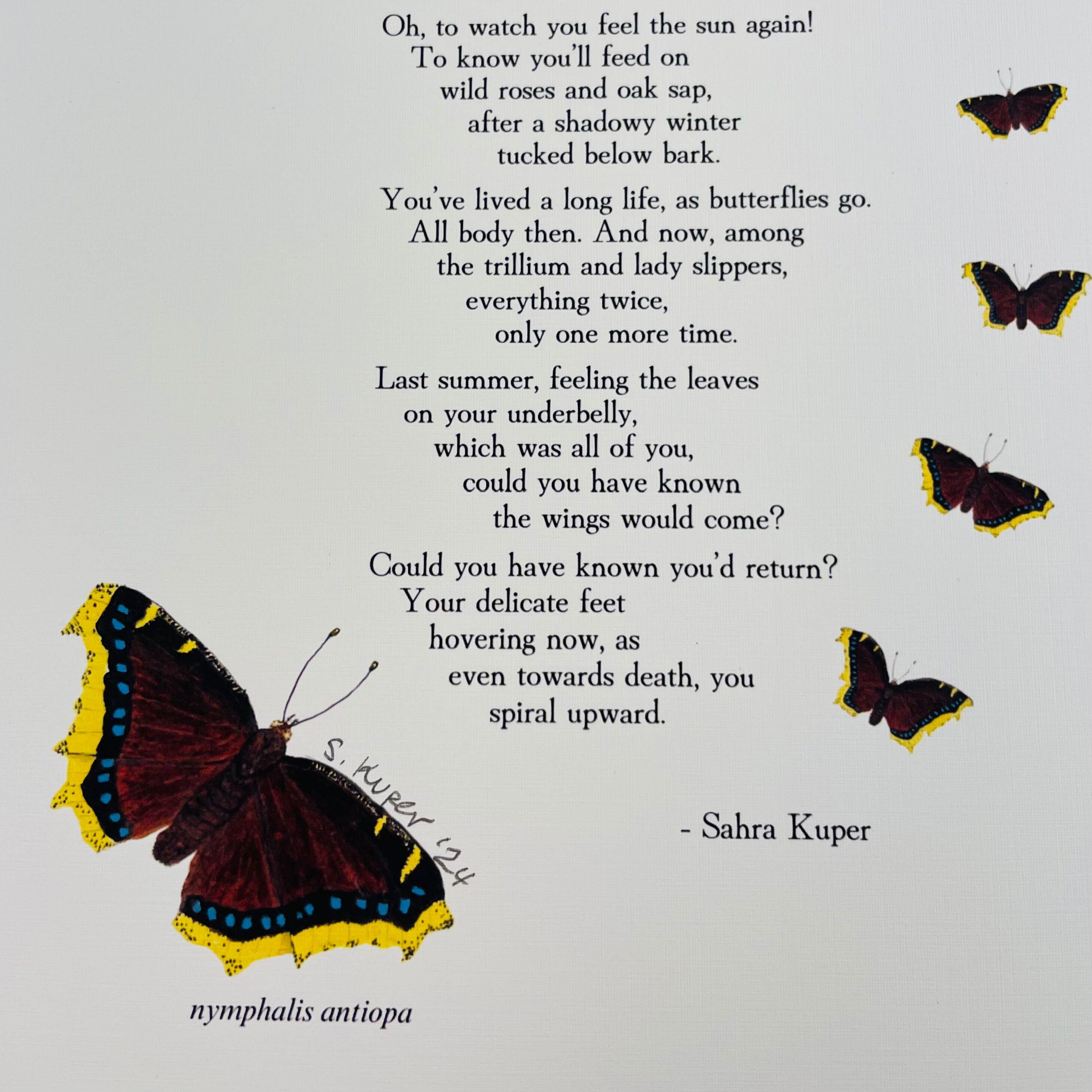 Mourning Cloak Butterfly Art Print: Original Watercolor Poetry - Etsy
