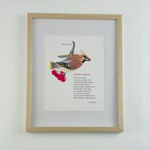 Bohemian Waxwing Art Print: Original Watercolor Illustration & Poetry