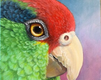 Red Crowned Amazon Original Oil Painting 12'x12' Oil on Canvas