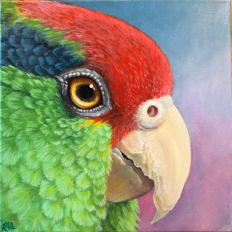 Red Crowned Amazon Original Oil Painting 12/'x12/' Oil on Canvas