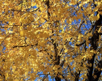 Maple trees yellow leaves autumn stock photo image free use