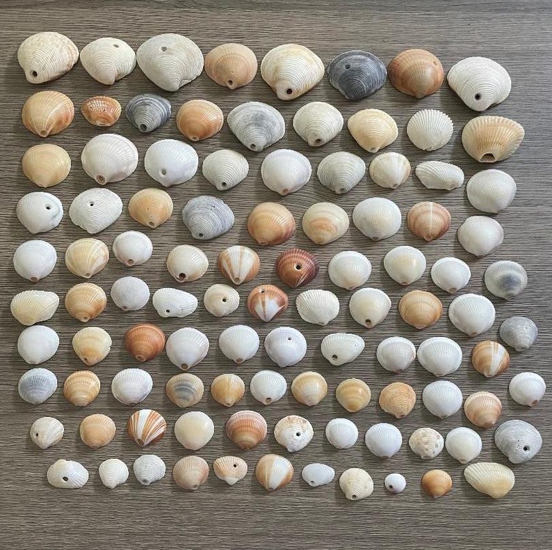 100 Shells With Natural Holes, Good for Mobiles, Windchimes, Jewelry - Etsy