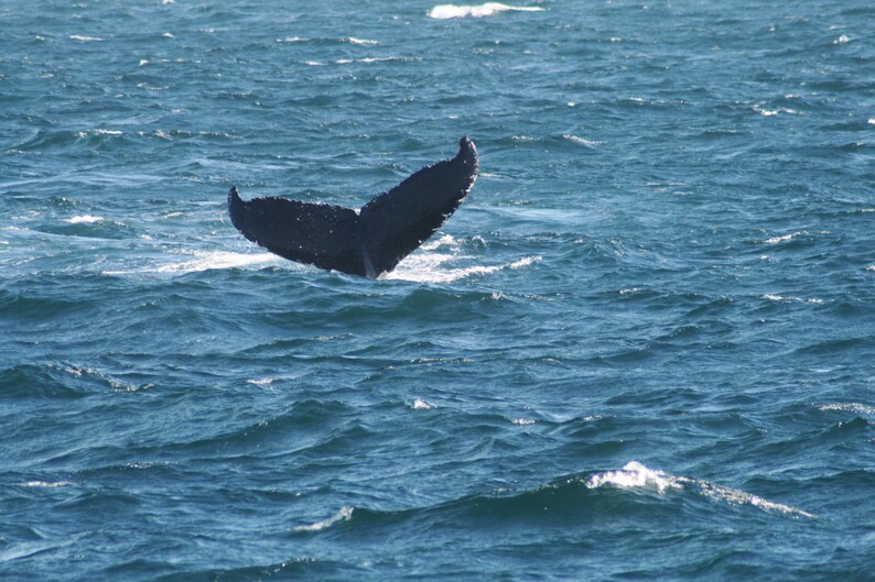 Humpback whale digital download image free use image 1