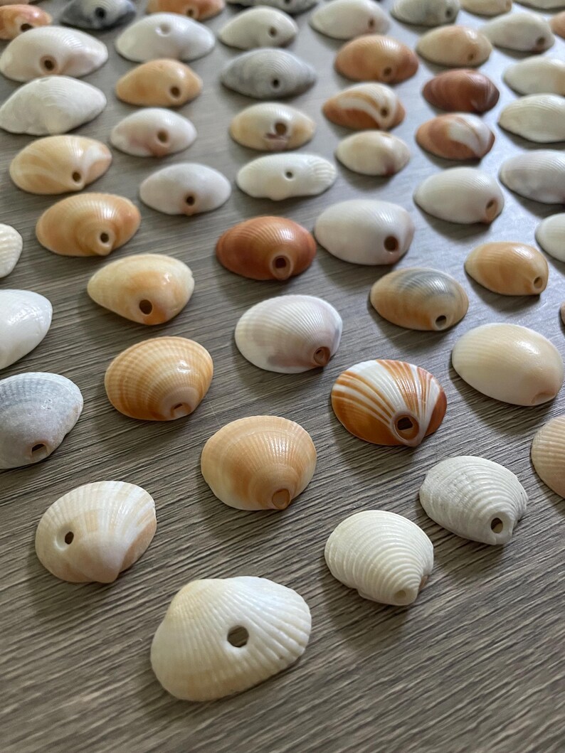 100 Shells With Natural Holes, Good for Mobiles, Windchimes, Jewelry - Etsy