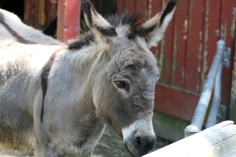 Donkey stock photo image free use image 1