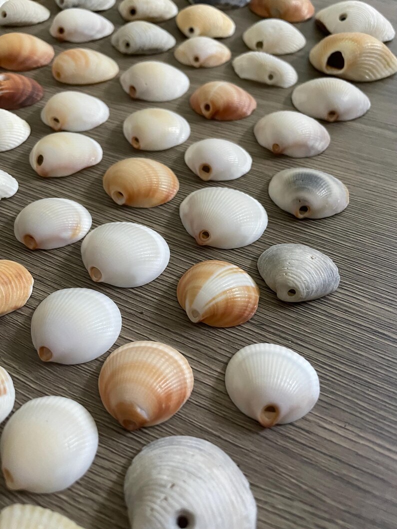 100 Shells With Natural Holes, Good for Mobiles, Windchimes, Jewelry - Etsy