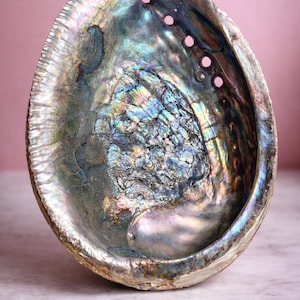 May include: An iridescent abalone shell with a pearlescent interior. The shell's surface displays a spectrum of colors, including blues, greens, and purples. The shell has a natural, textured appearance with several small holes along the edge.