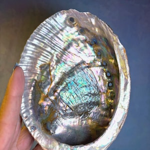 May include: An oval abalone shell featuring a highly iridescent interior surface with swirling patterns of blue, green, purple, and gold. The shell has a series of small, aligned circular holes along one curved edge and a textured, pearlescent finish.