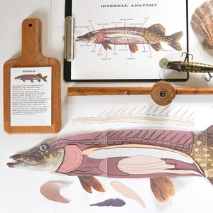 Peut inclure: Un modèle en papier disséqué d'un brochet avec les organes internes étiquetés. Le modèle est sur une surface blanche avec une planche à découper en bois et une canne à pêche en arrière-plan. La planche à découper comporte un schéma d'un poisson avec le mot "GONAD" imprimé dessus.