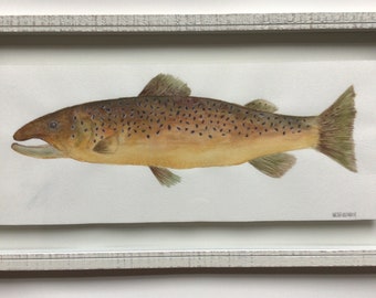 Watercolor brown trout handmade original painting