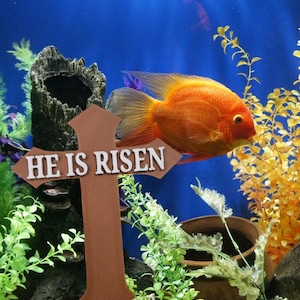 May include: A brown wooden cross with the words "He is Risen" in white lettering. The cross is in front of a fish tank with a bright orange fish and green plants.