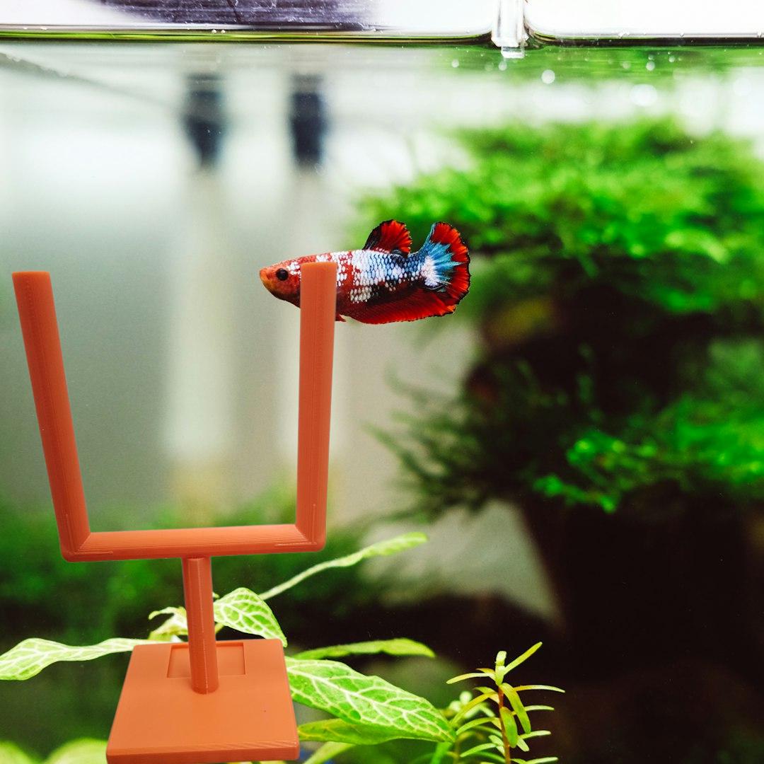 Football Decorations for Fish Tank - Etsy Football Decorations for Fish Tank - Etsy
