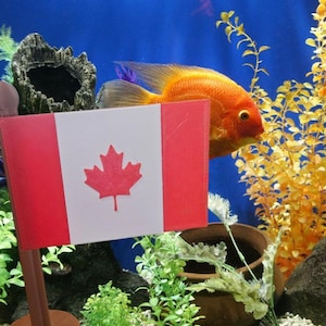 May include: A small Canadian flag with a red maple leaf on a white background is displayed in a fish tank. The flag is attached to a wooden stick and is positioned in front of a bright orange fish.