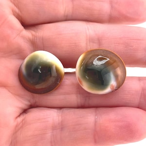 May include: Two circular, smooth, polished shell opercula, commonly known as Shiva eyes, featuring a spiral pattern with shades of dark brown, cream, and white. These small, rounded, stone-like pieces exhibit a natural, glossy finish and a distinct swirl.