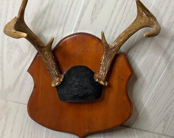 Vintage Deer Antler Wall Mount Man Cave Hunting Cabin