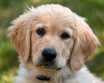 May include: A close-up of a golden retriever puppy with soft, fluffy fur. The puppy has big brown eyes and a sweet expression.
