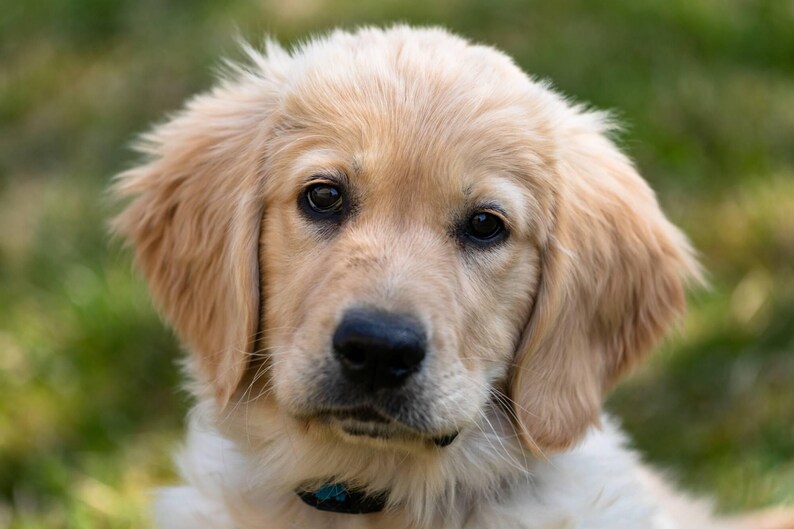 Peut inclure: Un gros plan sur un chiot golden retriever avec une fourrure douce et moelleuse. Le chiot a de grands yeux bruns et une expression douce.