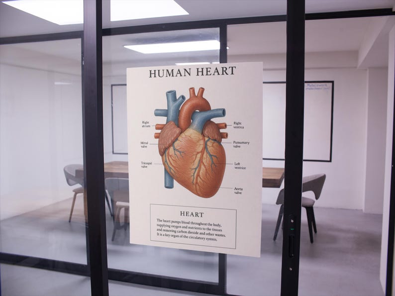 Human Heart Anatomy Posters: Medical Wall Art,digital Download - Etsy