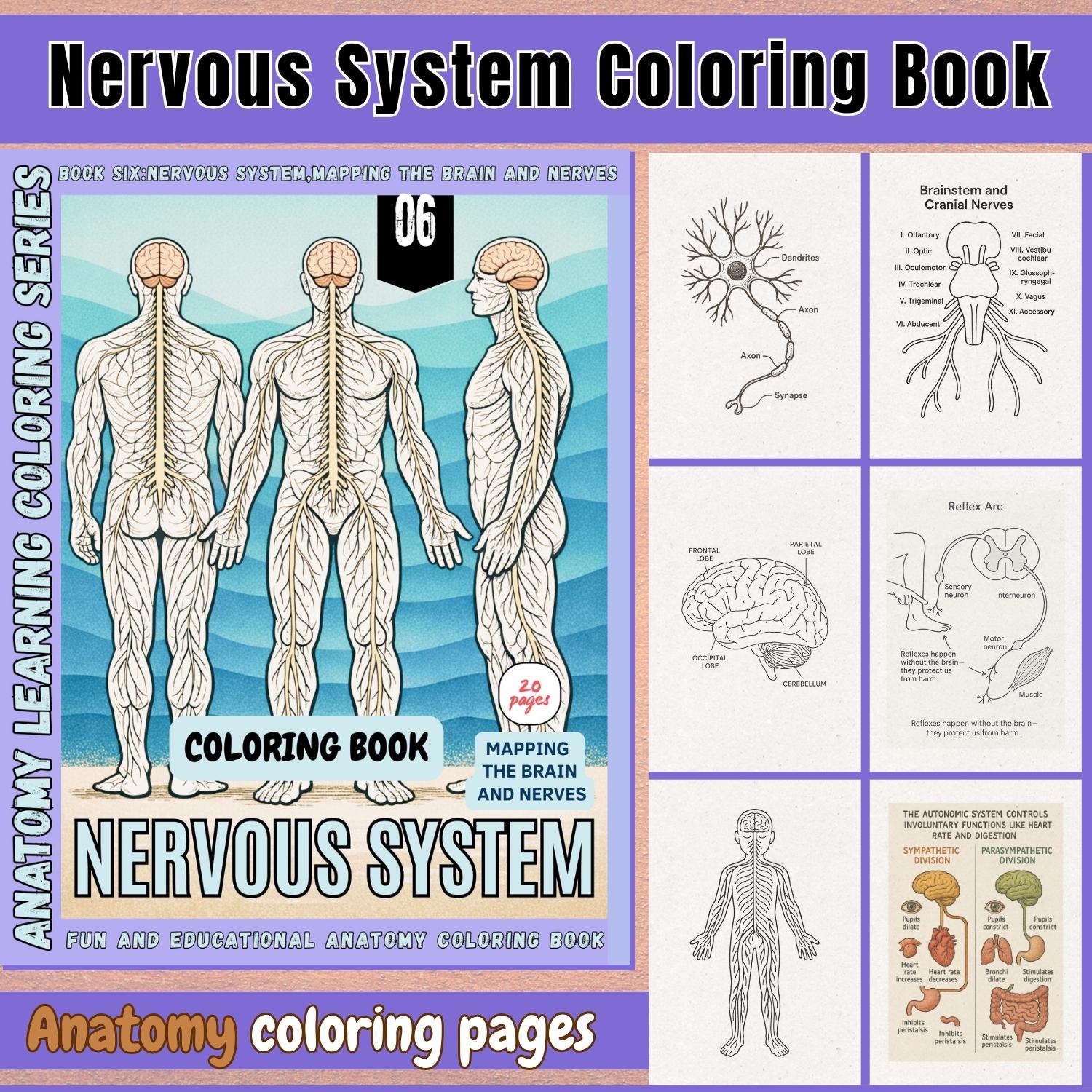 Nervous System Coloring Book: Anatomy & Neuroscience - Etsy