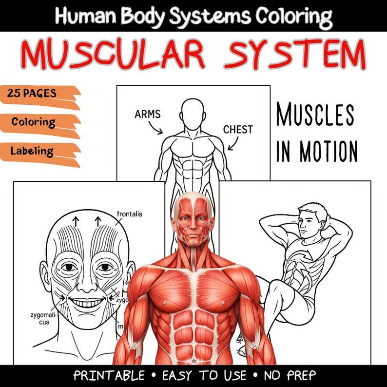 Muscular Simple Muscles in Motion Coloring Book: Anatomy Learning for Kids - Etsy