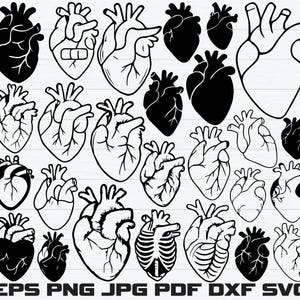Anatomical Heart Svg Bundle, Anatomical Heart Clipart, Human Heart Svg, Flower Heart Svg, Medical Svg, Anatomy Svg, Nurse Life, Hearts Svg