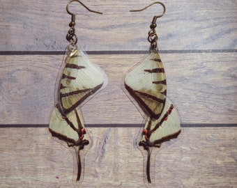 Swallowtail  butterfly double dangle earrings - Real whole butterfly wings earrings