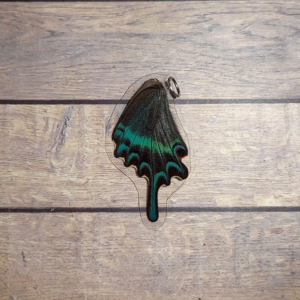 Peacock swallowtail butterfly necklace - Real whole butterfly wing jewelry - cruelty free wings made into jewelry