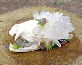 Deluxe crystal fairy racoon skull - Large- ready to ship decorated real ethically sourced skull with real crystals