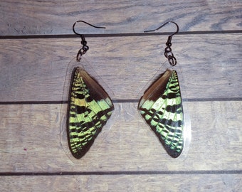 Sunset moth dangle earrings- Real whole butterfly wings earrings, cruelty free wings made into jewelry