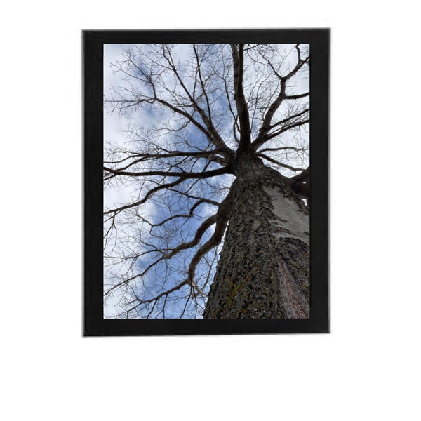 Tree Nature Color Photography, Tree Digital File, Tree Branches, Framed Artwork, Print Your Own Art