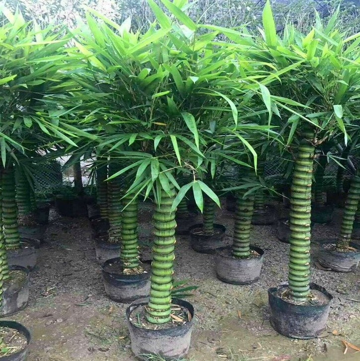 sago palm plant King Sago Palm Tree | Sago Palm Tree